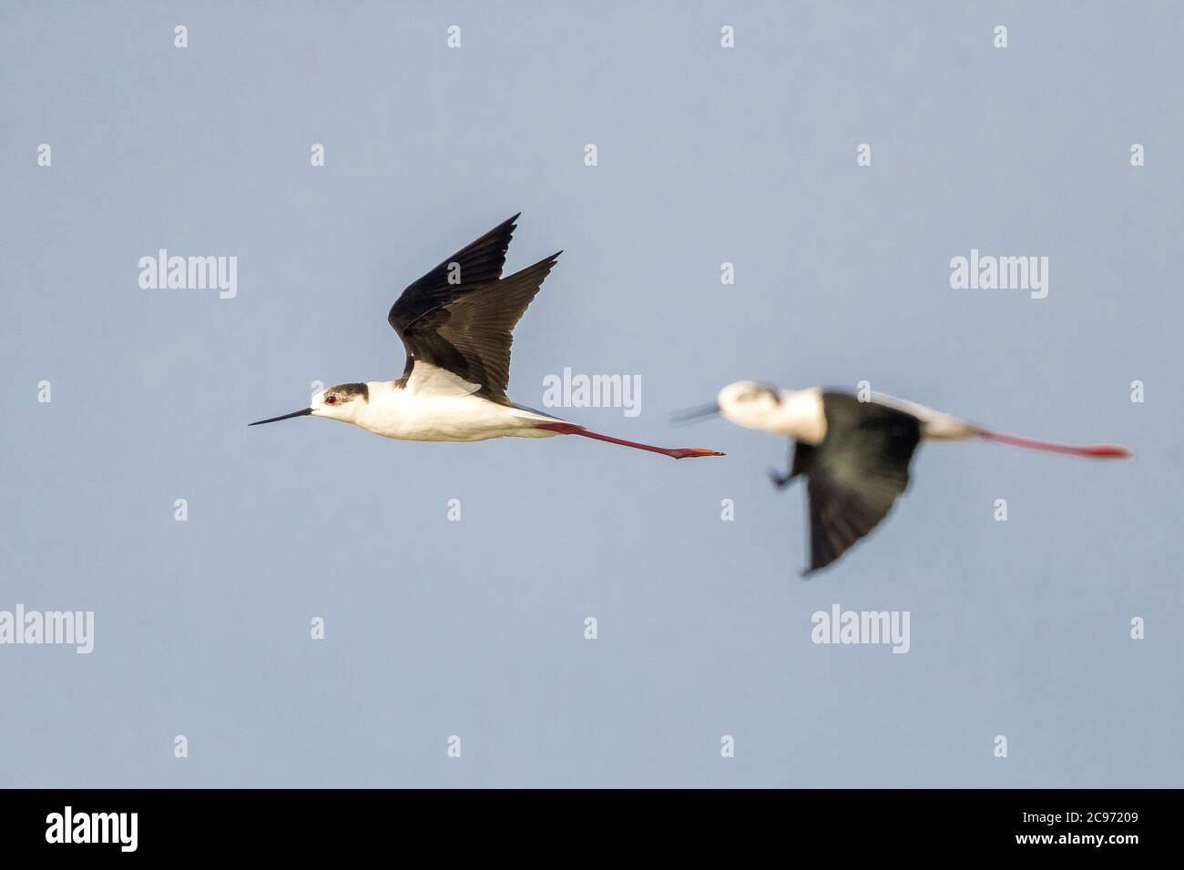 Palafitte alato nero (Himantopus himantopus), in volo, vista laterale, Spagna, Tarragona Foto Stock