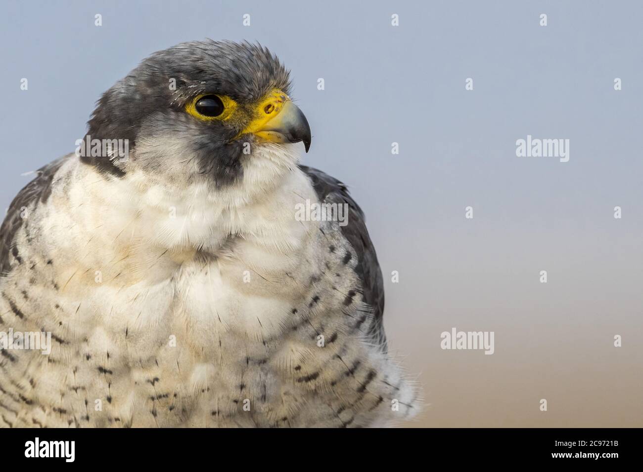 peregrine falco (Falco peregrinus), ritratto, Spagna, Delta dell'Ebro Foto Stock