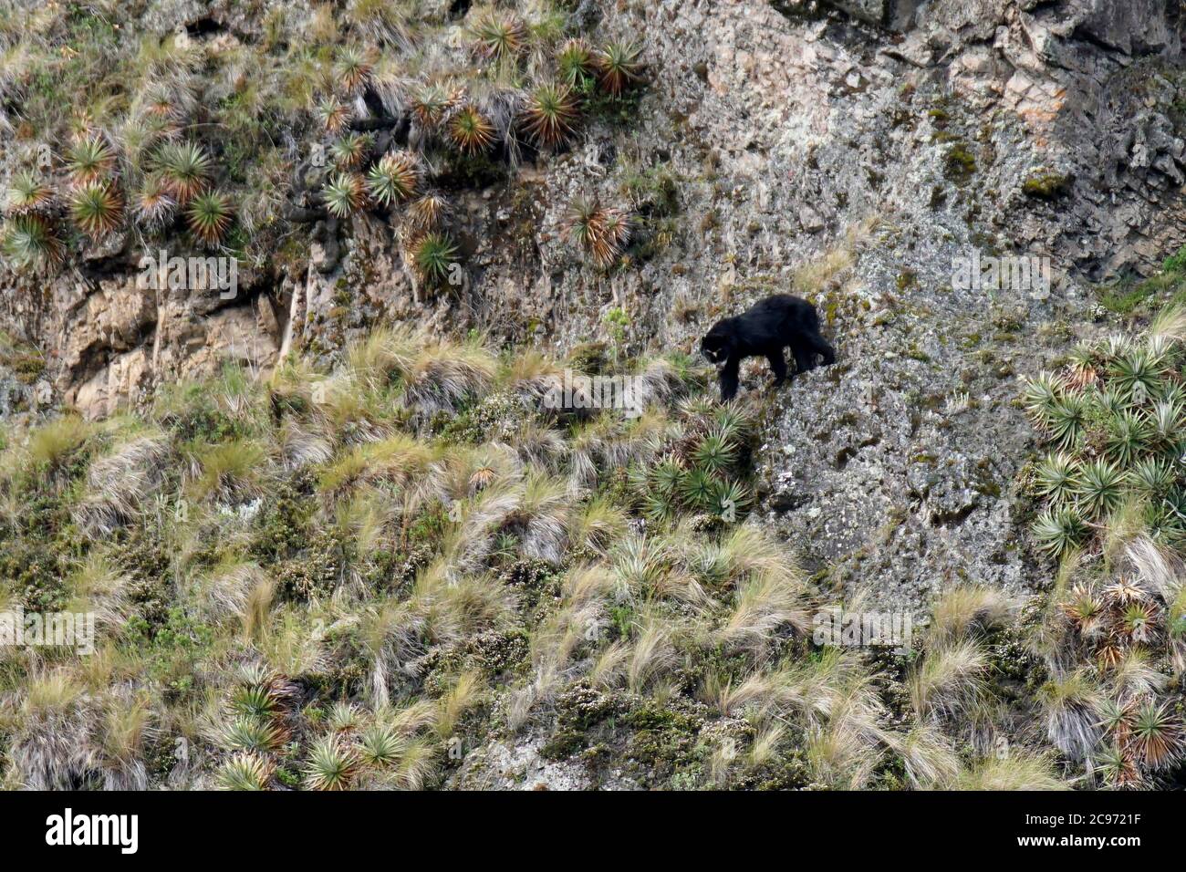 Orso con spettacolo, orso andino, orso andino con faccia corta (Tremarctos ornatus), arrampicata su un pendio ripido, vista laterale, Ecuador, Ande Foto Stock