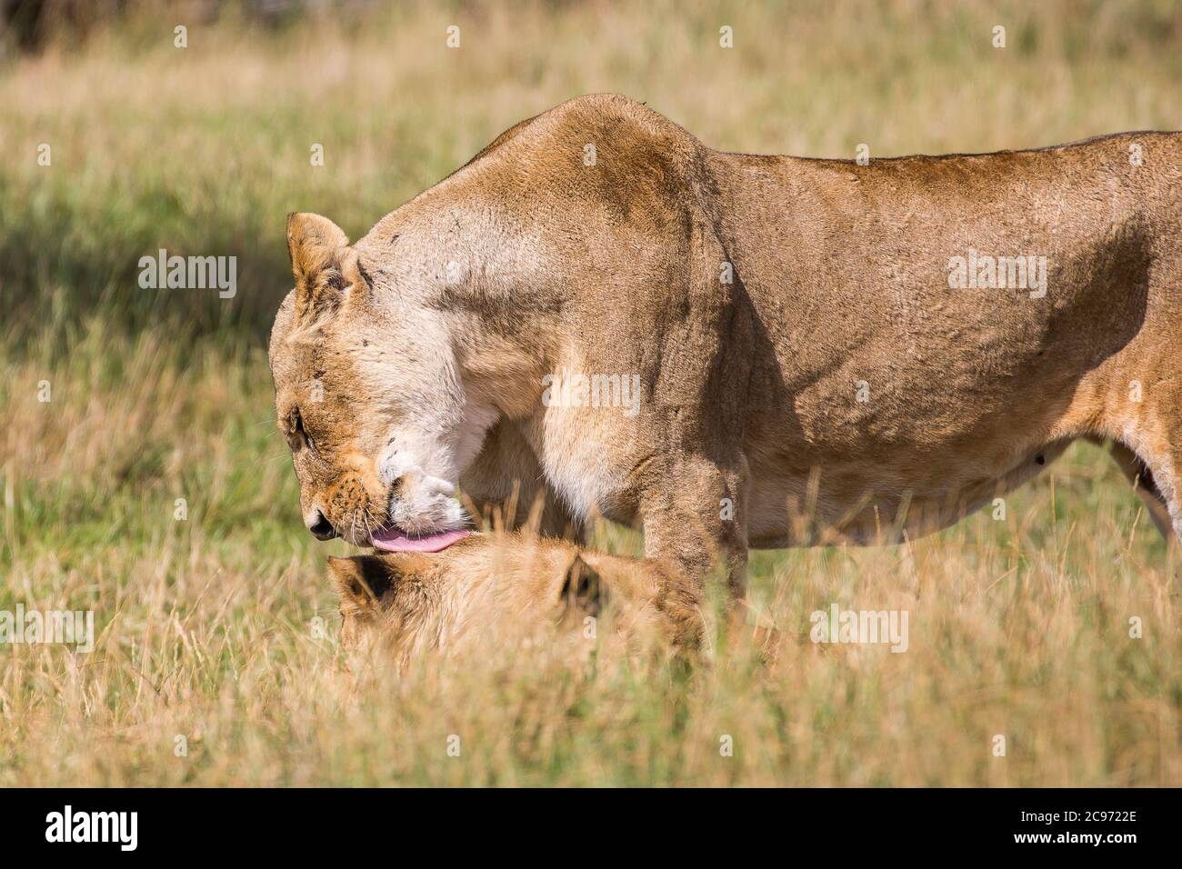 Leoni africani (Panthera leo) rilassarsi insieme in erba lunga godendo del sole estivo; madre leonessa amabilmente leccare, governando uno dei cuccioli. Foto Stock