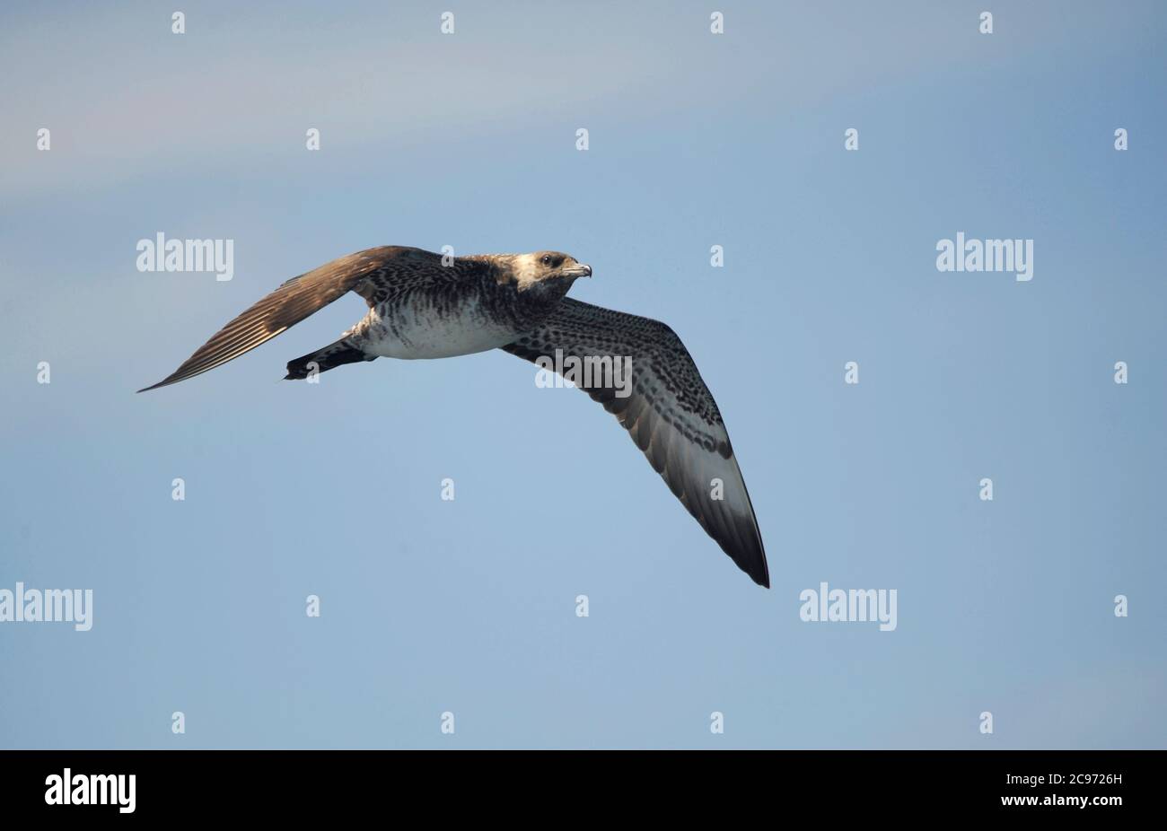 Pomarine skua (Stercorarius pomarinus), secondo anno di calendario in volo, Spagna Foto Stock