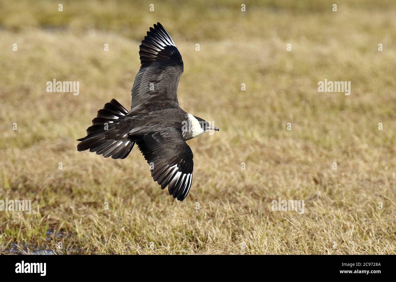 Pomarine skua (Stercorarius pomarinus), che vola in basso su terreni erbosi tundra, Spagna, Baia di Biscaglia Foto Stock