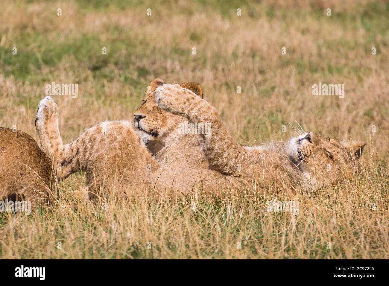 Primo piano di due adorabili cuccioli di leone africani (Panthera leo) che giacciono in un'erba lunga e rilassante, uno sulla schiena che si allunga godendo il calore del sole estivo. Foto Stock