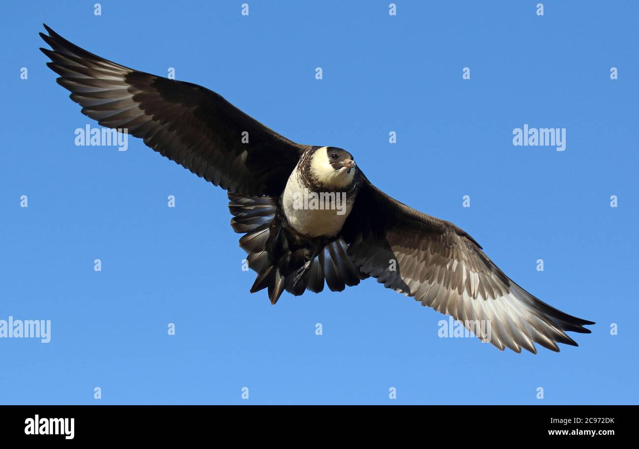 Pomarine skua (Stercorarius pomarinus), leggero morfo in volo visto dal basso, Spagna, Baia di Biscaglia Foto Stock