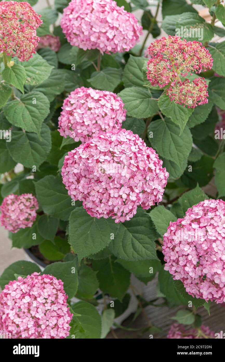 Wild hydrangea (Hydrangea arborescens 'Incrediball Blush', Hydrangea arborescens Incrediball Blush), cultivar Incrediball Blush Foto Stock