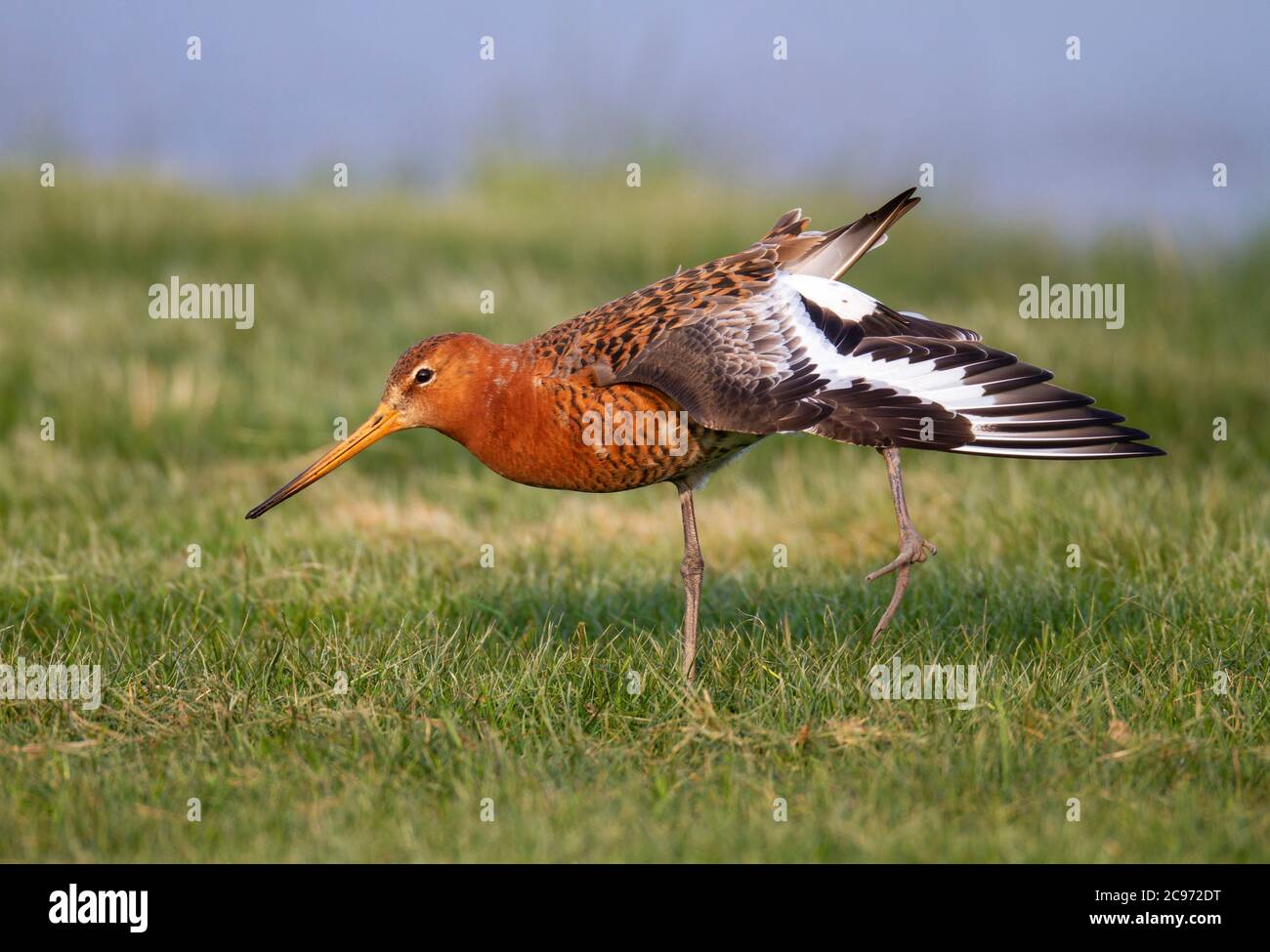 Islandic godwit a coda nera (Limosa limosa islandica, Limosa islandica), maschio si trova su una gamba in un prato e si estende un'ala, vista laterale, Regno Unito, Inghilterra, Norfolk Foto Stock