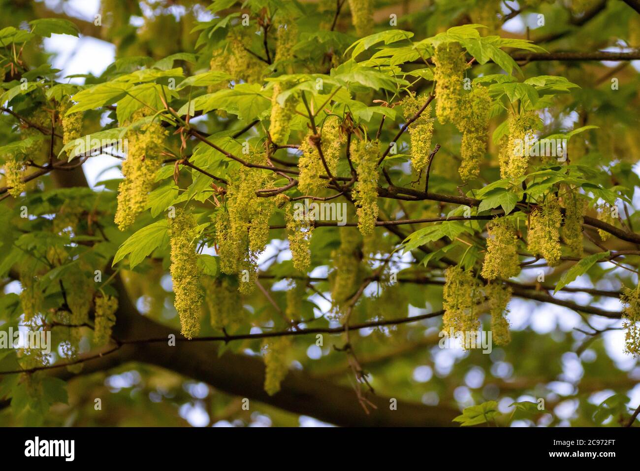 Acero di sycamore, acero grande (Acer pseudoplatanus), acero di Sycamore fiorito, Germania Foto Stock