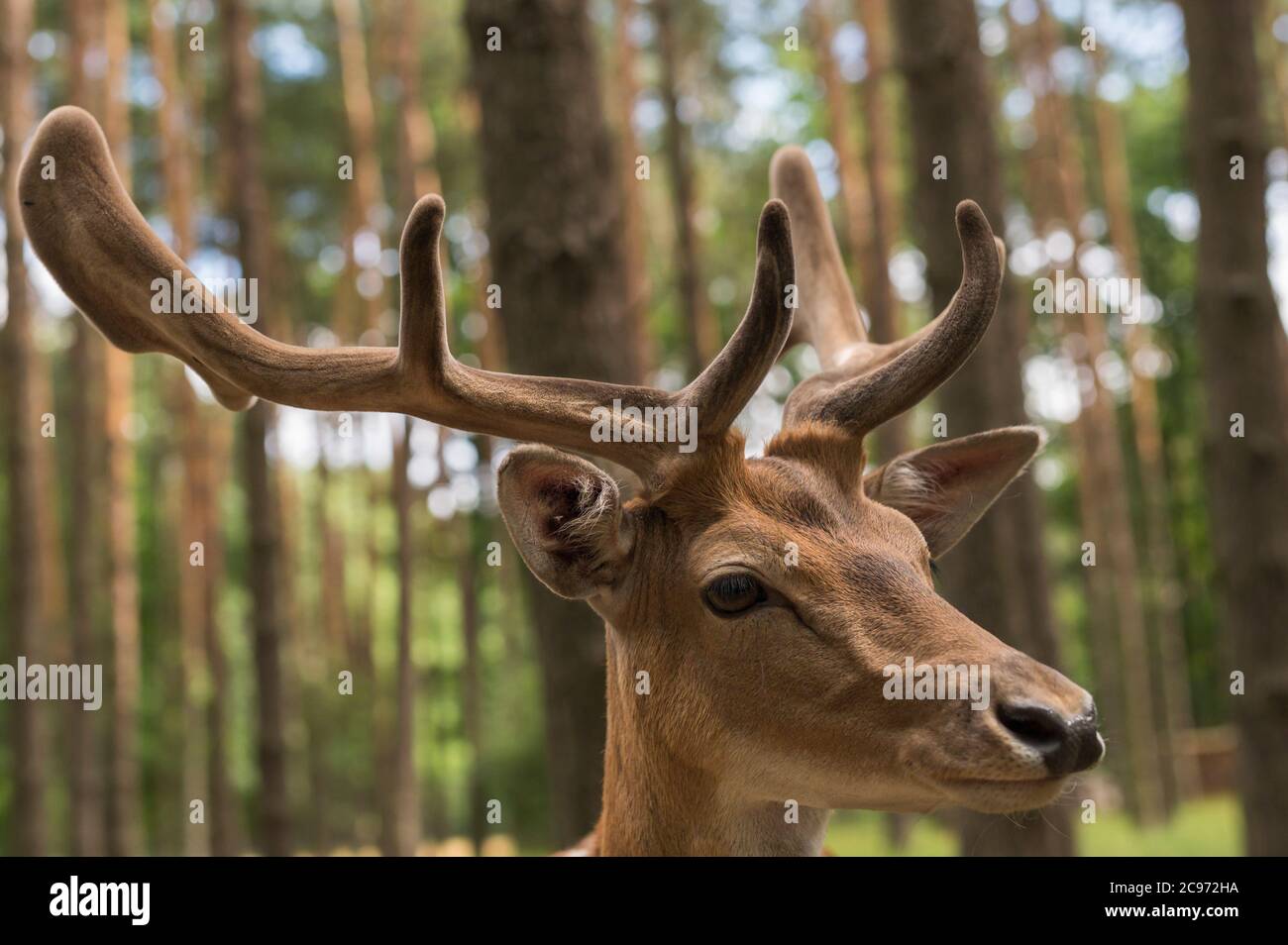 Ritratto di un daino Foto Stock