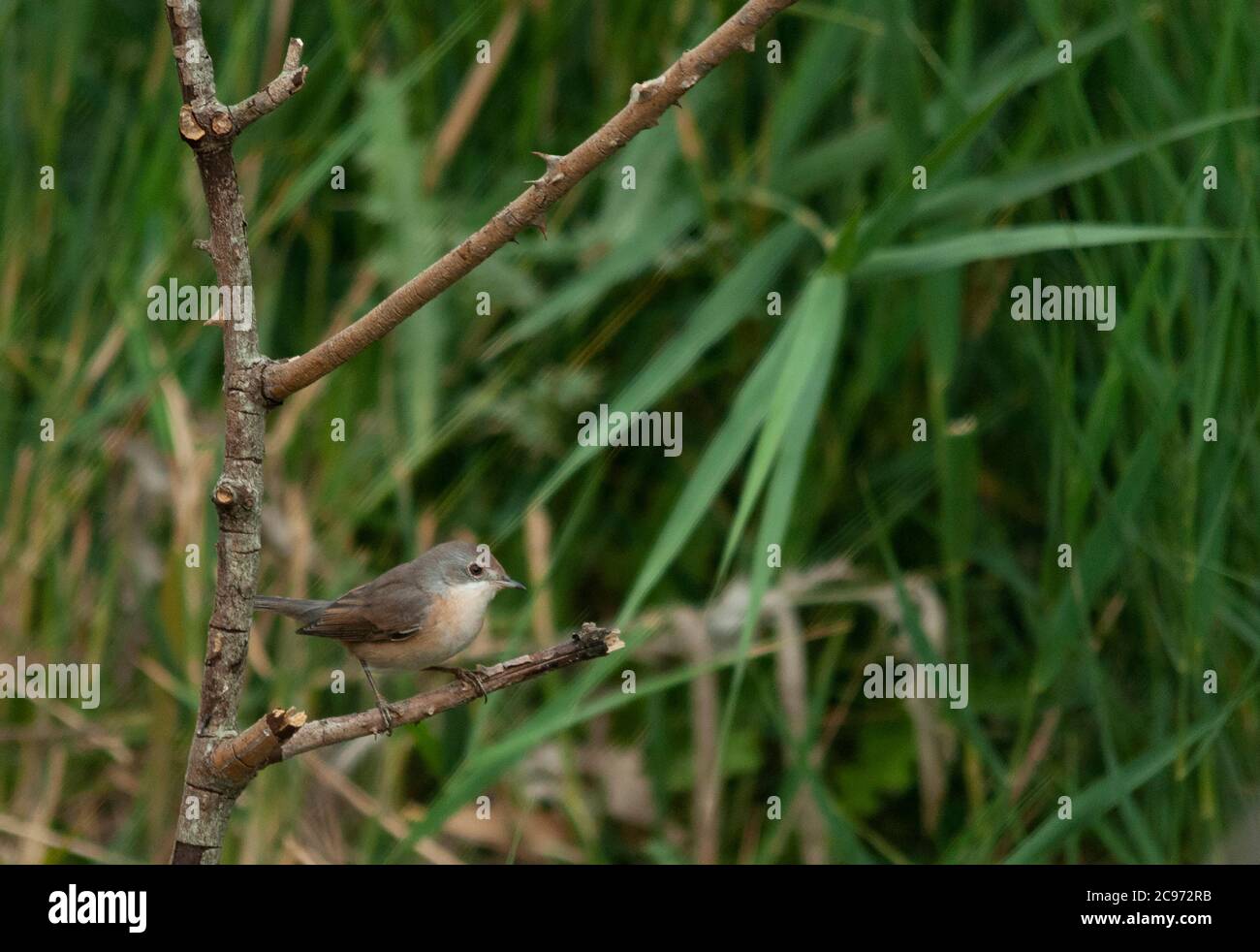 Western Subalpine Warbler (Sylvia inornata iberiae, Curruca inornata iberiae), uomo adulto appollaiato su un piccolo ramo, Spagna Foto Stock