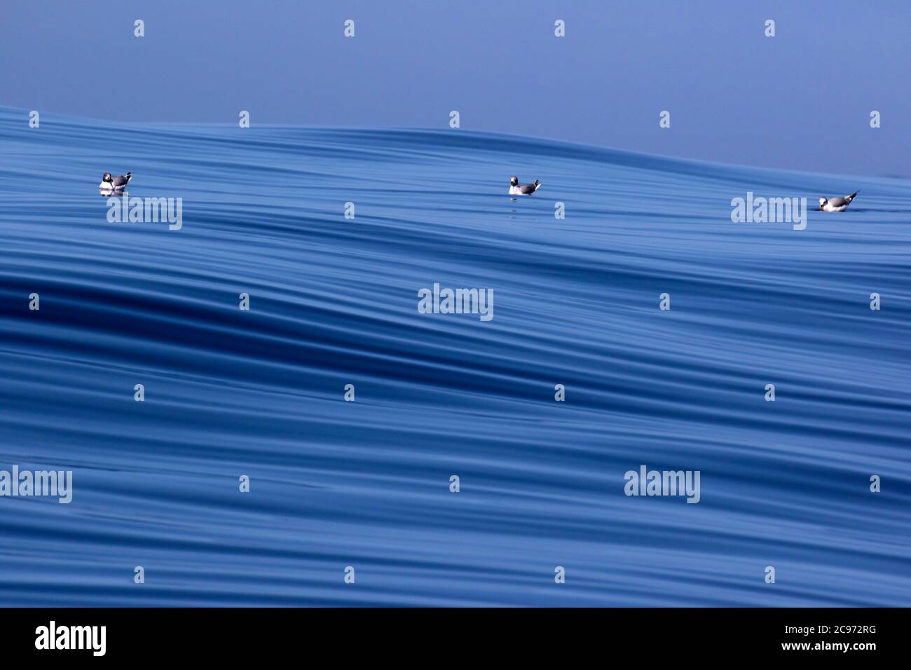 Il gabbiano di sabine (Xema sabini), tre gabbiani di sabine che nuotano sull'Oceano Atlantico, Spagna, Baia di Biscaglia Foto Stock