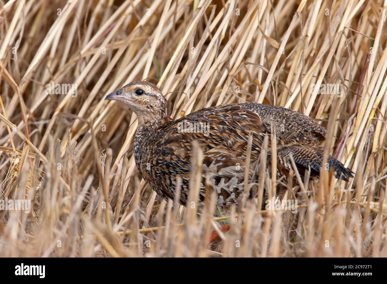 Pernice nero (Francolinus francolinus), femmina su un campo agricolo, vista laterale, Turchia Foto Stock