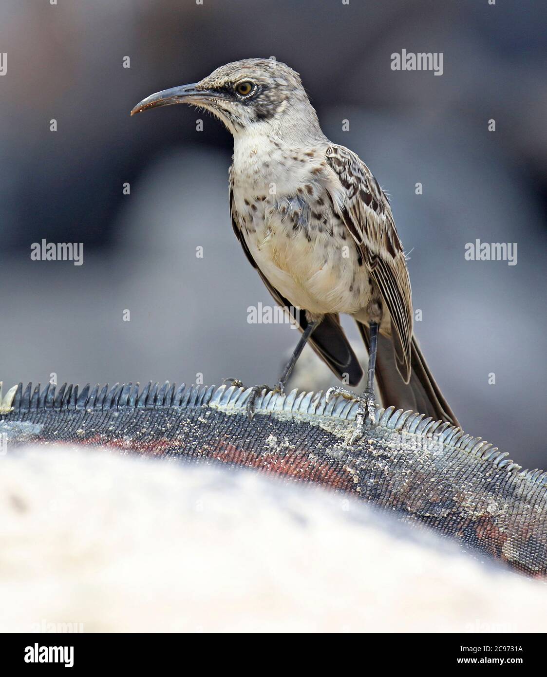 Hood mockingbird, Espanola mockingbird (Nesomimus parvulus macdonaldi, Nesomimus macdonaldi), foraggio sulla spiaggia, Ecuador, Isole Galapagos, Espanola Foto Stock