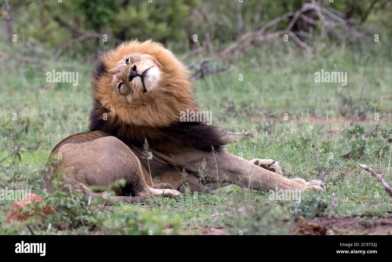 leone (Panthera leo), riposo maschile, Sudafrica, Lowveld, Parco Nazionale di Krueger Foto Stock