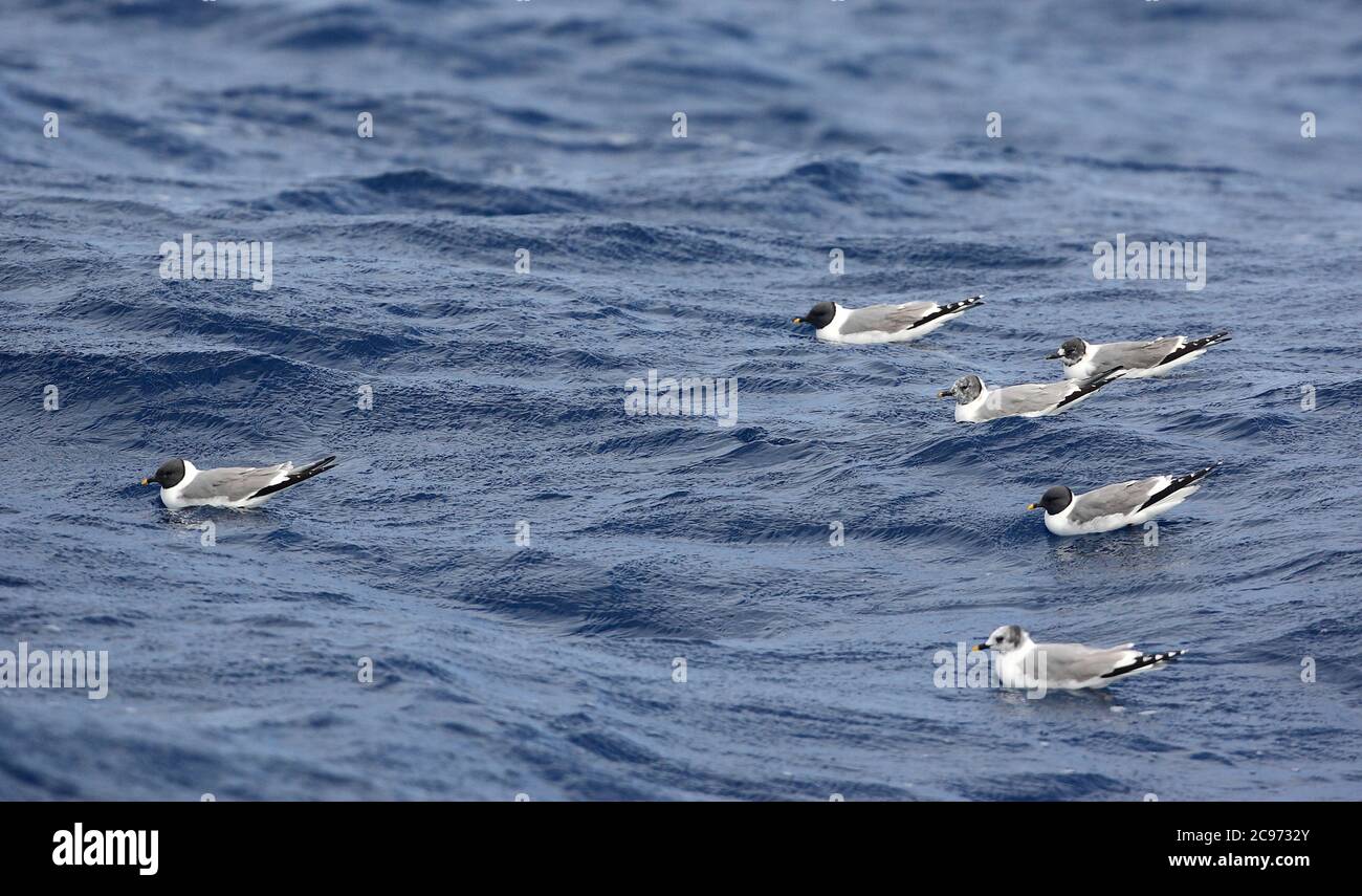 Gabbiano di sabine (Xema sabini), gregge di gabbiani di Sabine che nuotano in mare aperto, Spagna, Baia di Biscaglia Foto Stock