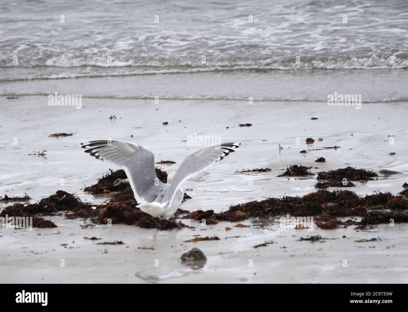 Thayer's gull (Larus thayeri), quarto inverno in piedi sulla spiaggia con entrambe le ali sollevate, Spagna Foto Stock