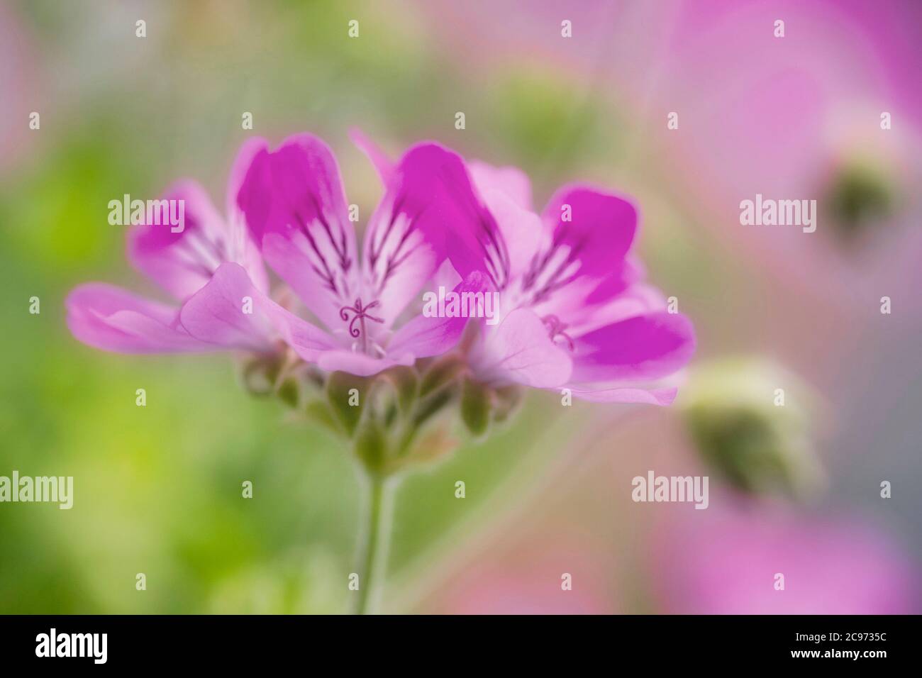 Citrosa geranio, mosquito-scioccante, zanzara-fighter, Citronella Pelargonium, Limone scentes Geranium (Palergonium crrispum Rosea), fiori, Germania, Nord Reno-Westfalia Foto Stock Citrosa geranio, mosquito-scioccante, zanzara-fighter, Citronella Pelargonium, Limone scentes Geranium (Palergonium crrispum Rosea), fiori, Germania, Nord Reno-Westfalia Foto Stock