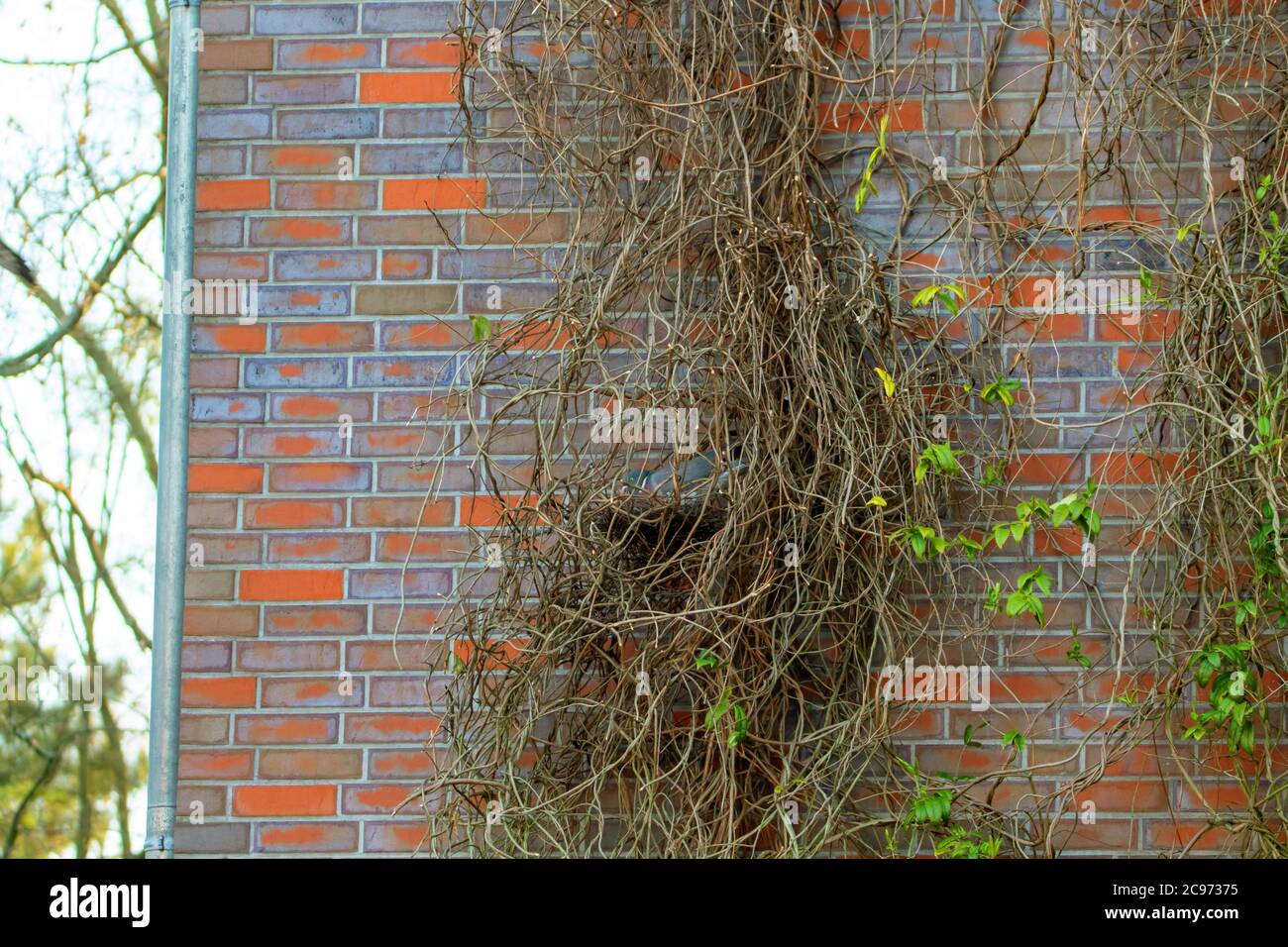 Piccione di legno (Columba palumbus), ben mimetato nel nido, Germania, Amburgo Foto Stock