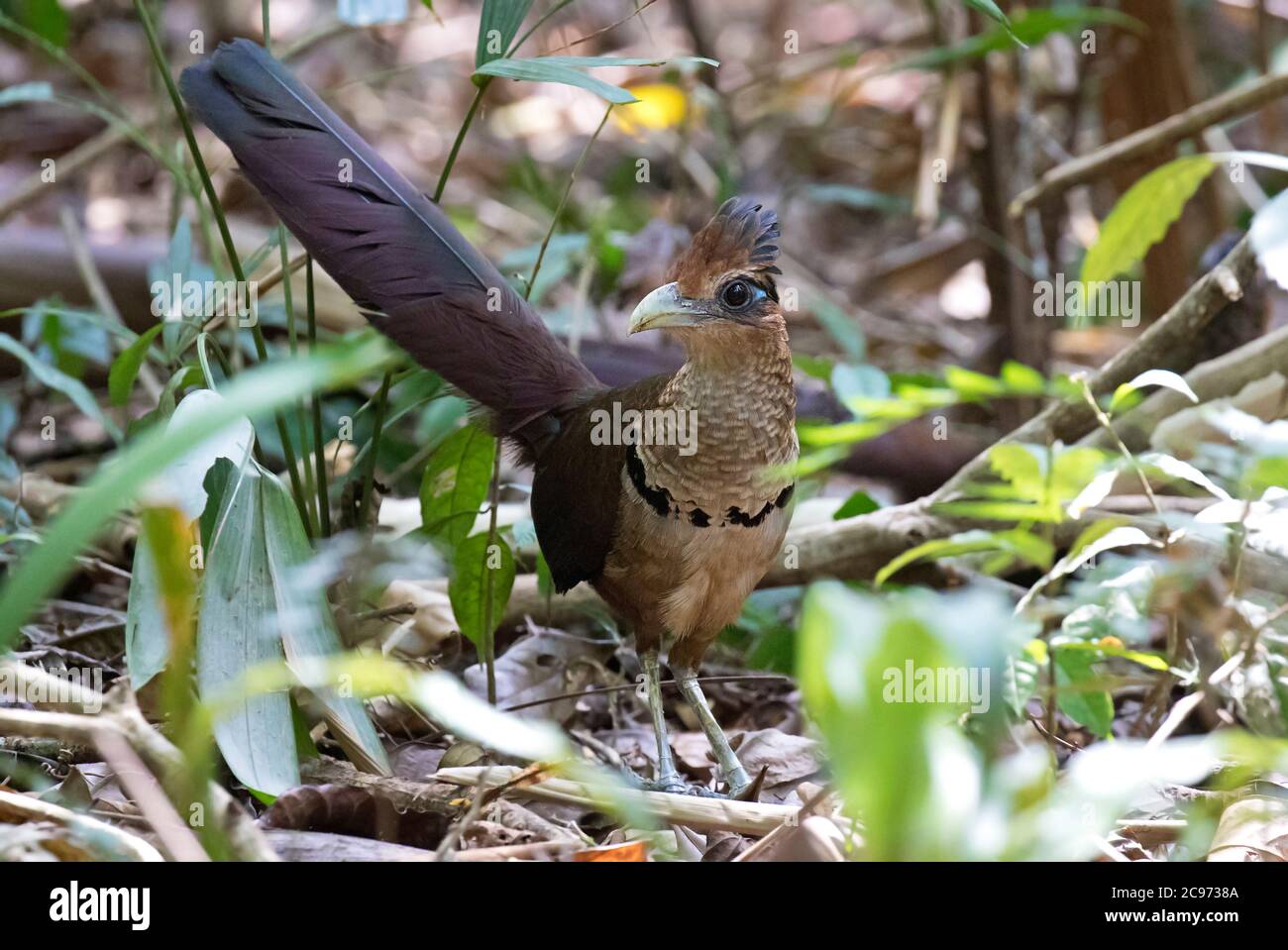 rufous-ventilato cucù terra (Neomorphus geoffroyi), vicino a un antsurriscaldato sul pavimento della foresta, Panama Foto Stock