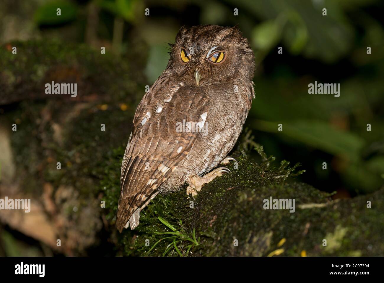 Vermiculated screech owl (Megascops vermiculatus), arroccato su un ramo mussoso nella foresta pluviale, nictitating la sua membrana, Costa Rica Foto Stock