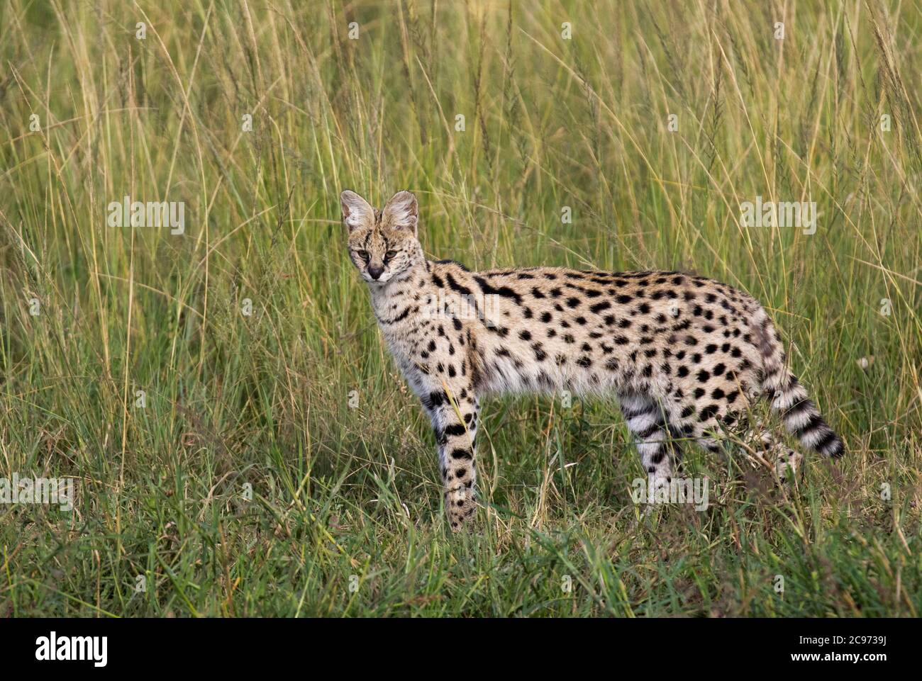serval (Leptailurus serval lipostictus, Felis serval lipostictus), in piedi in erba alta in habitat savana, Kenya Foto Stock