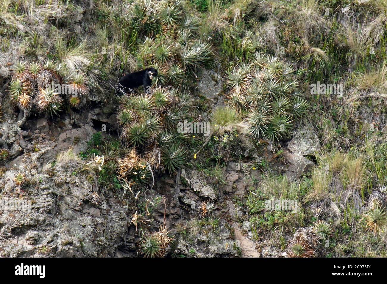 Orso con occhiali, orso andino, orso andino a faccia corta (Tremarctos ornatus), peering su un pendio ripido, vista laterale, Ecuador, Ande Foto Stock