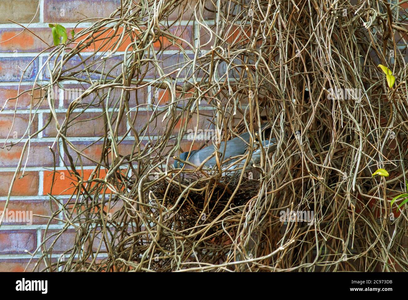 Piccione di legno (Columba palumbus), ben mimetato nel nido, Germania, Amburgo Foto Stock