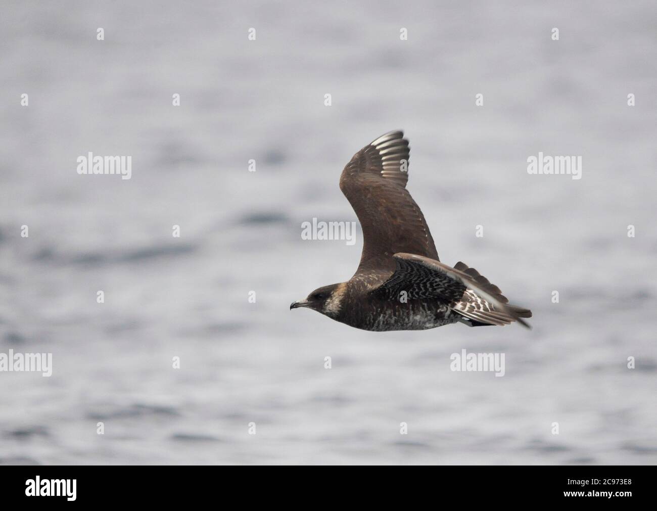Pomarine skua (Stercorarius pomarinus), secondo anno solare Pomarine Skua in volo sull'oceano altico, Spagna, Baia di Biscaglia Foto Stock
