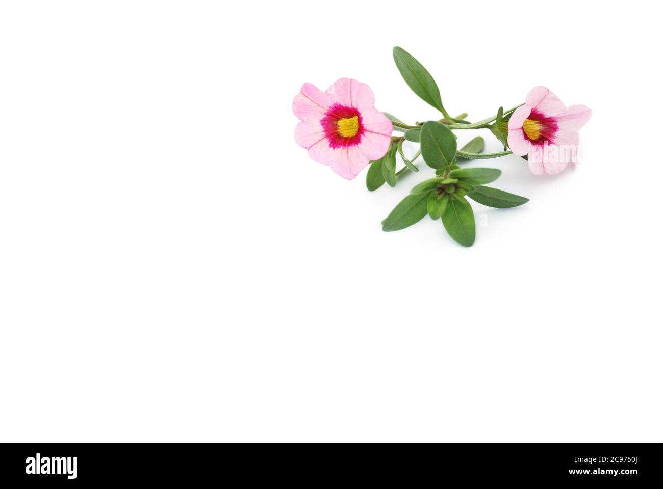 isolato piccolo fiori sole sdraiato su sfondo bianco Foto Stock