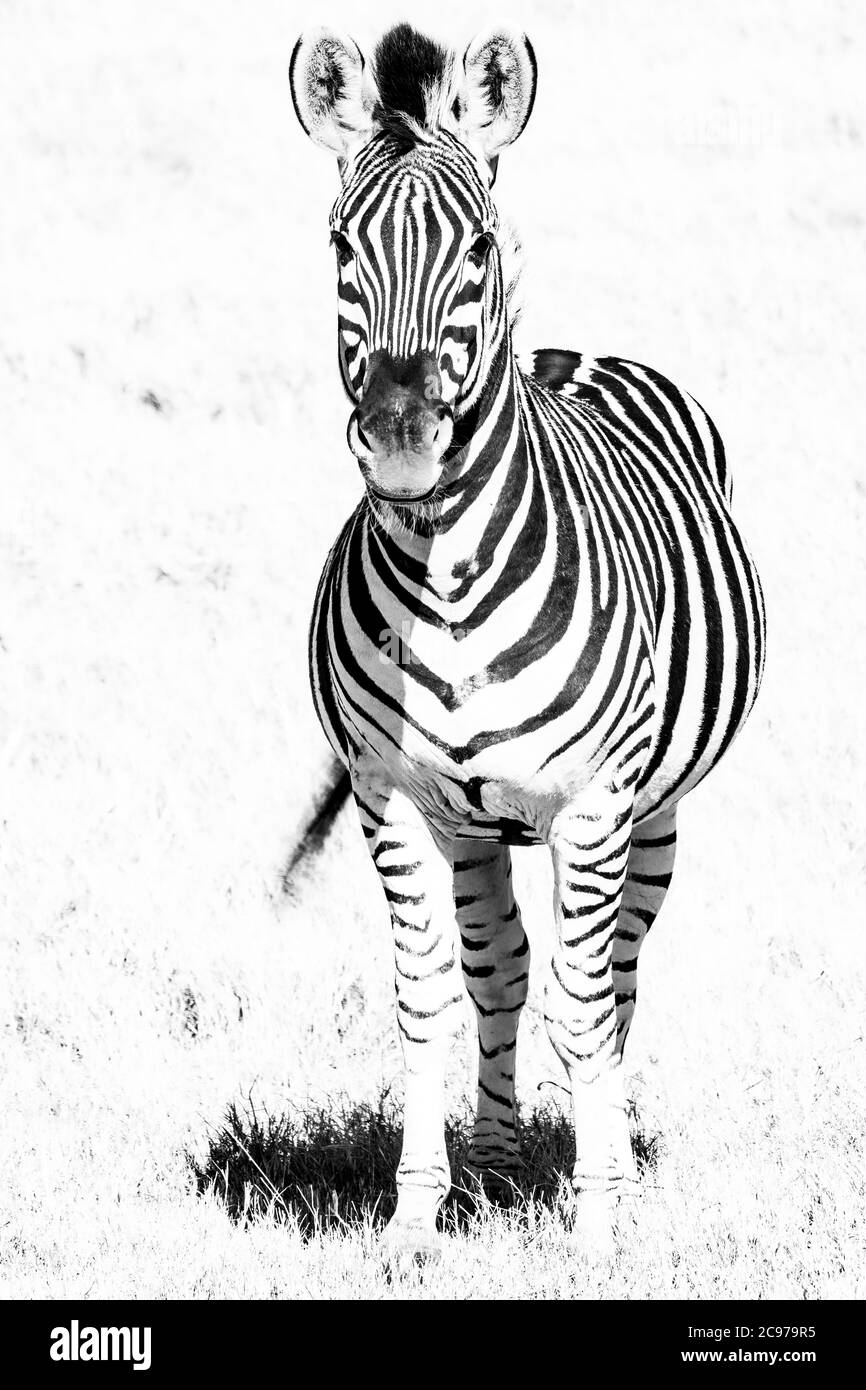 Strisce bianche Foto Stock