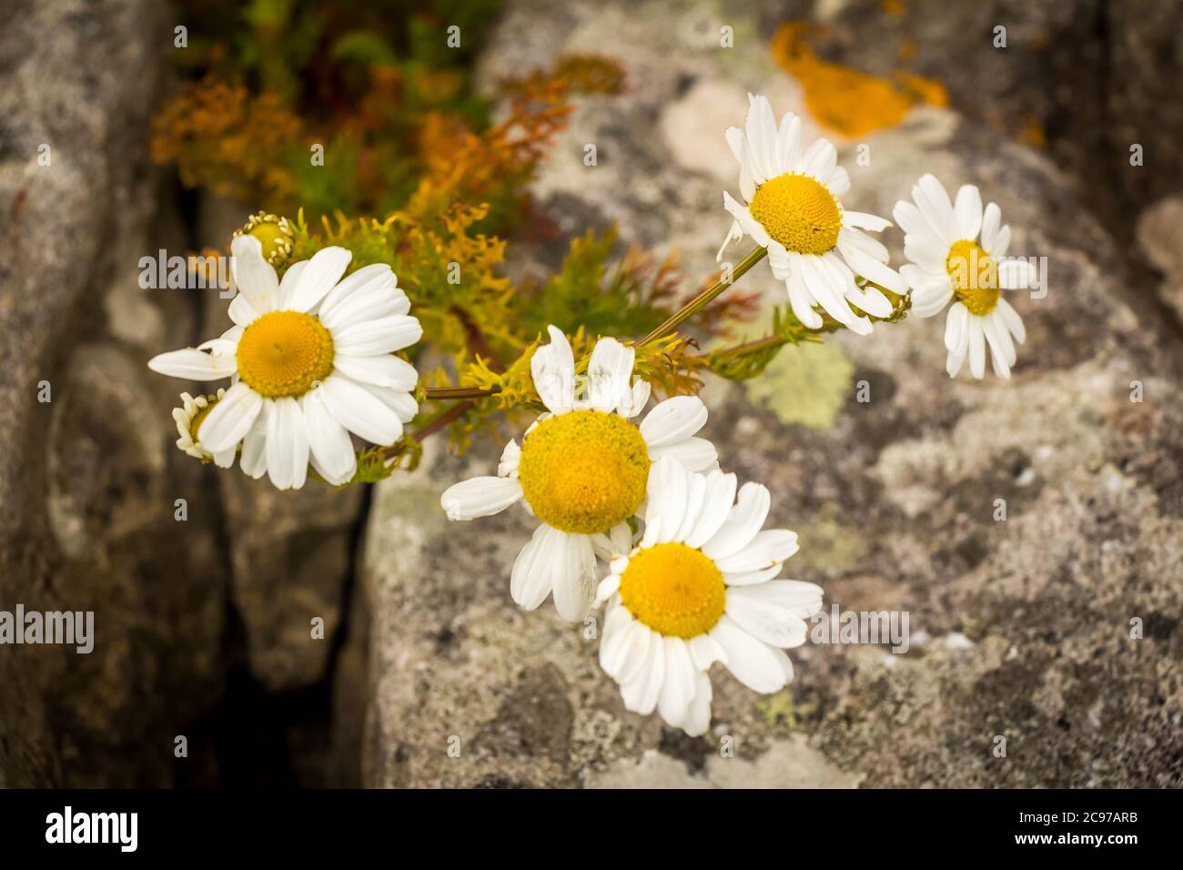 Un gruppo di fiori giallo e bianco occhio bue daisys nel sole estivo Foto Stock