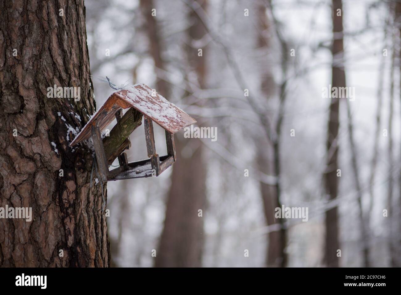 alimentatore di uccelli in foresta invernale su albero Foto Stock