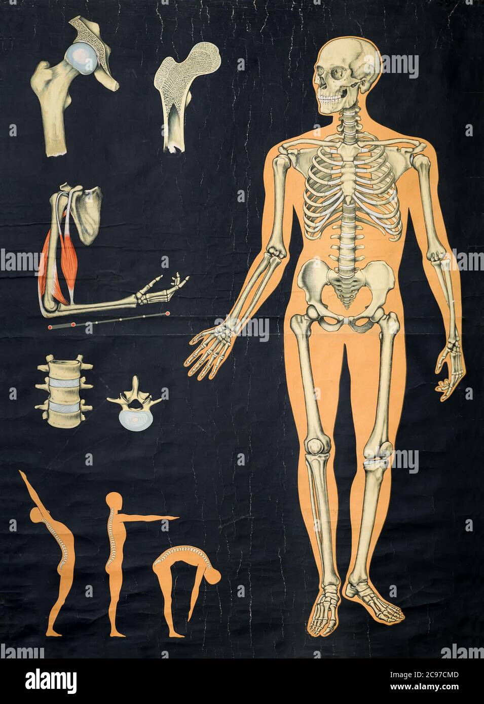 Grafico anatomico umano vintage che mostra il sistema scheletrico in una figura eretta e i dettagli dell'osso a lato Foto Stock