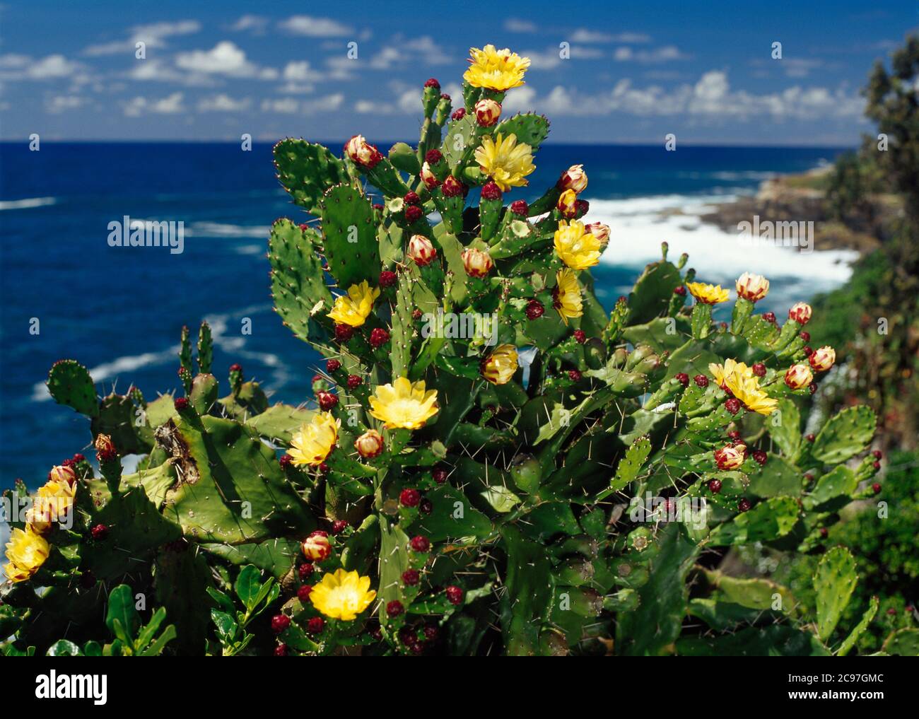 Pianta selvatica di cactus fiorito su rocce costiere vicino Coogee a Sydney Foto Stock