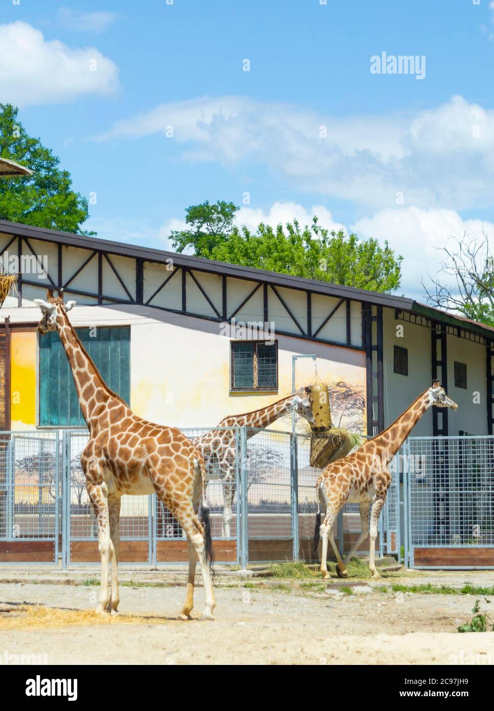 giraffe a piedi nello zoo Foto Stock