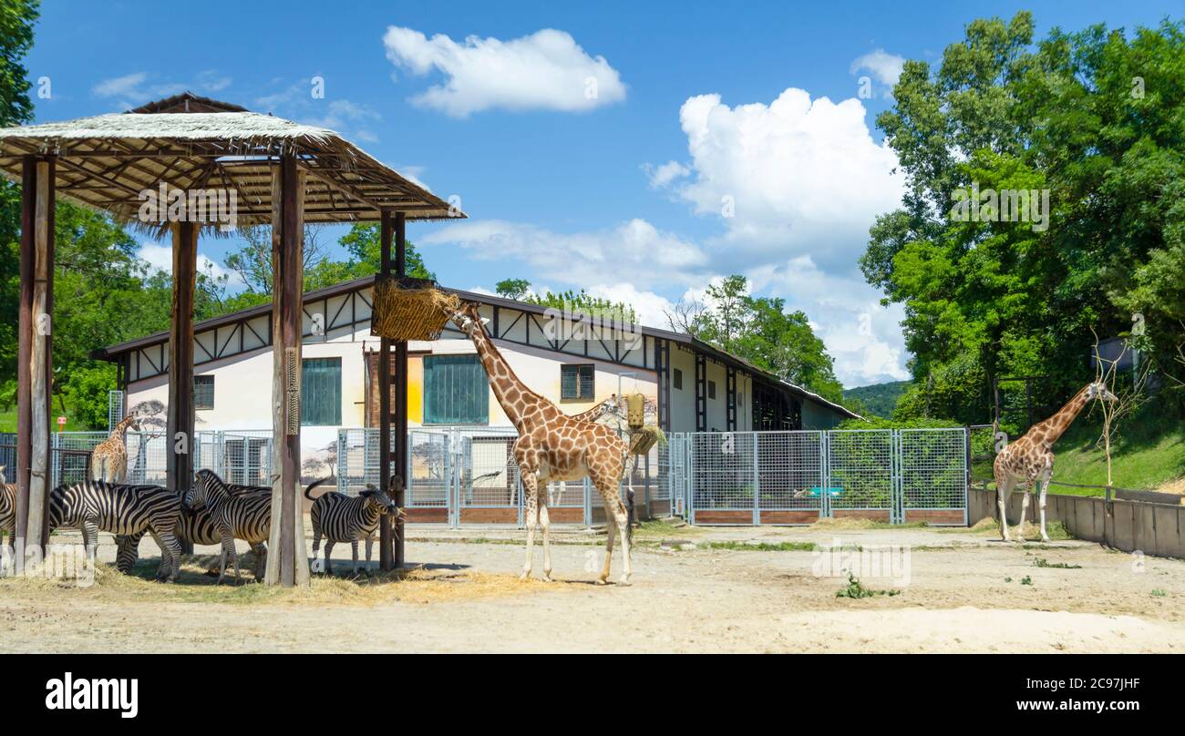 giraffe a piedi nello zoo Foto Stock