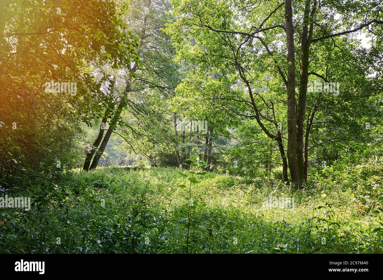 Prato verde della foresta in giornata di sole. Parco naturale selvaggio Foto Stock