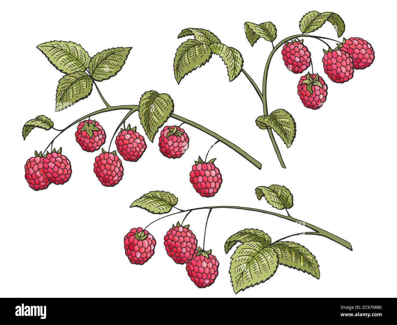 Raspberry graphic branch color isolato Set sketch illustration vettoriale Illustrazione Vettoriale