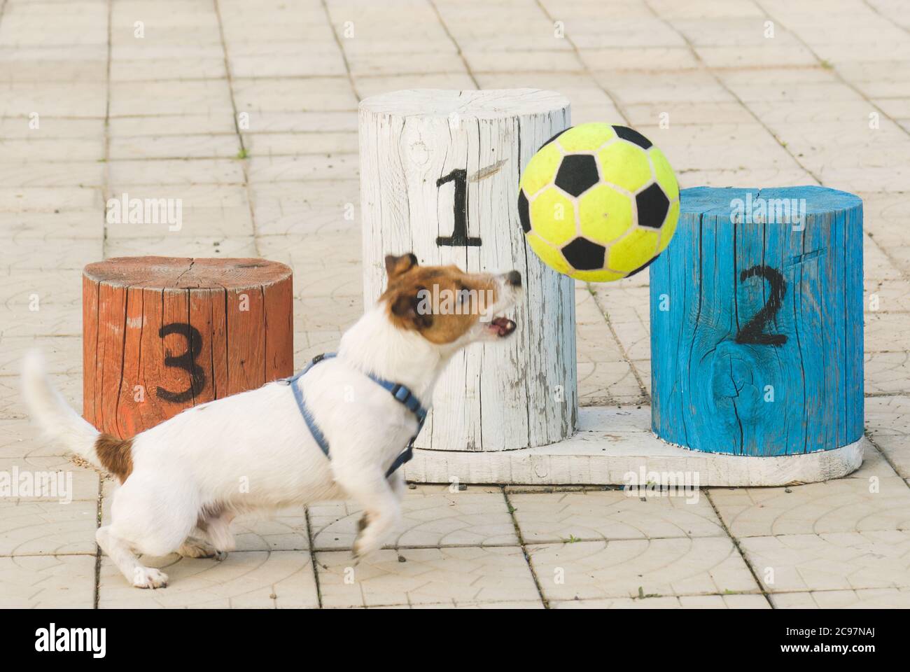 Cane che gioca a calcio davanti al piedistallo (fuoco sul podio) Foto Stock