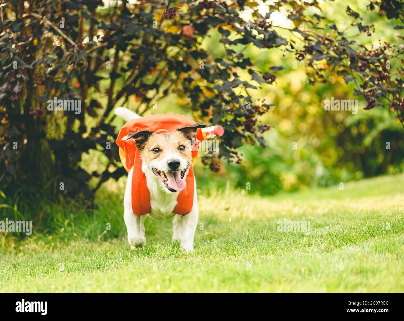 Torna a scuola concetto divertente con cane che porta zaino arancione piena cancelleria scuola Foto Stock