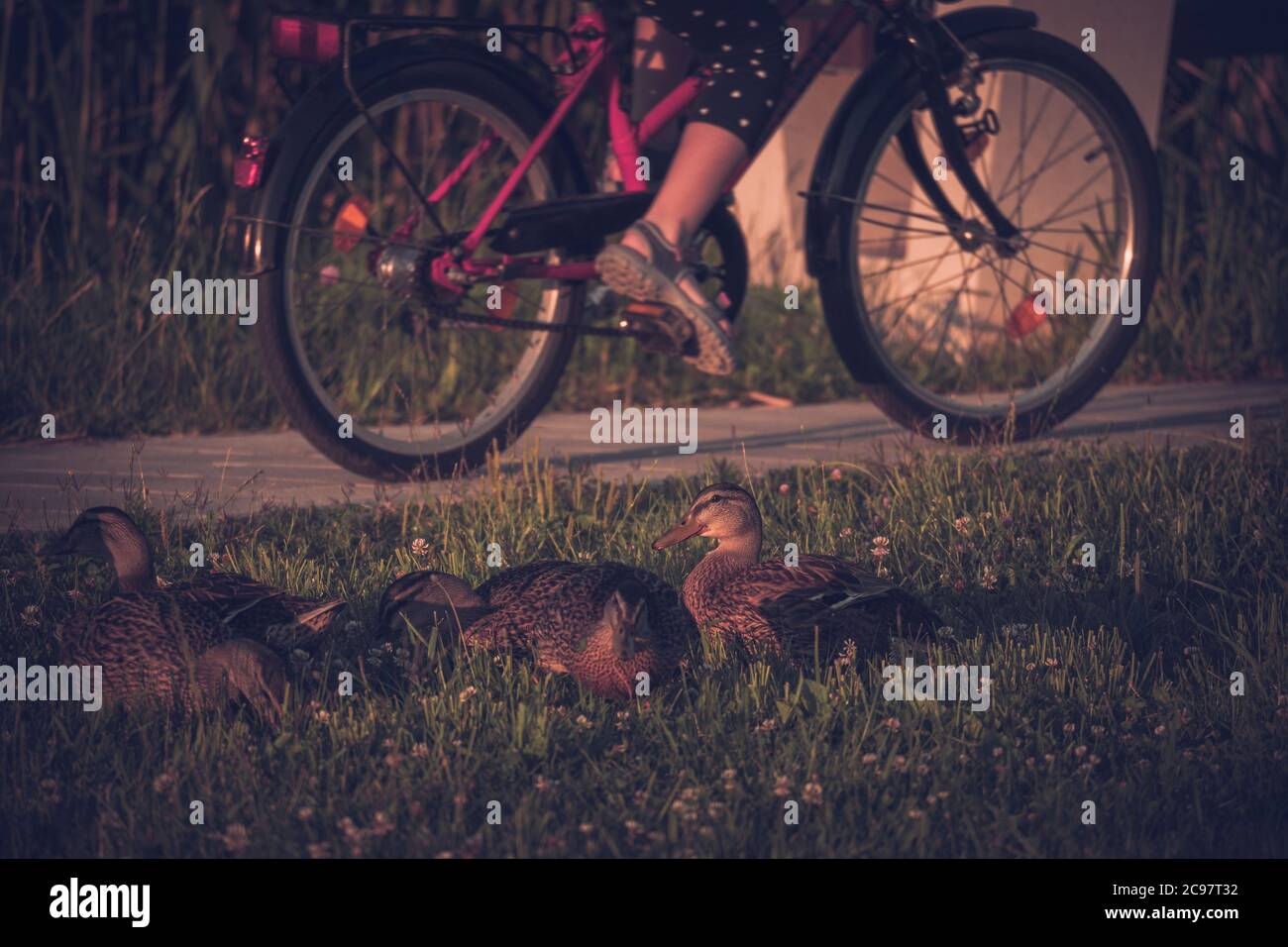 Anatre seduti sull'erba e una persona che cavalcano un bicicletta sullo sfondo Foto Stock