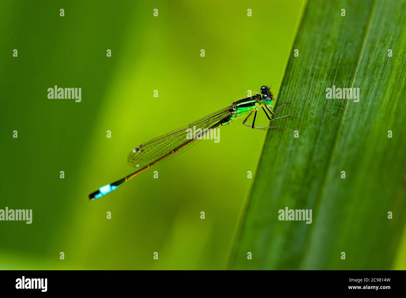 Una damselfly blu taile appesa su una foglia. La texture dettagliata delle gambe e delle ali a rete sono visibili (obiettivo macro, immagine ravvicinata). Ha un blu chiaro Foto Stock