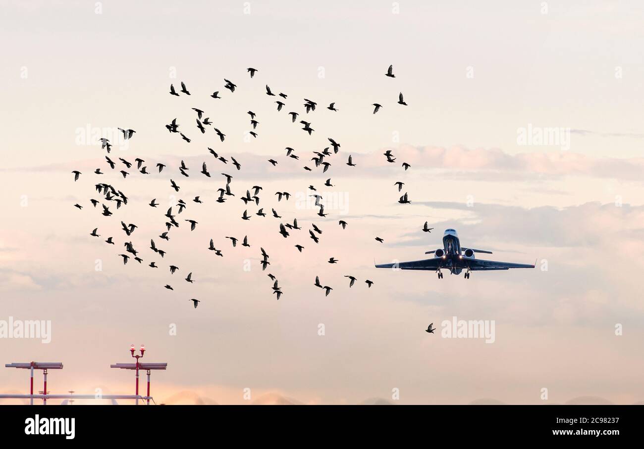 Gregge di uccelli davanti all'aereo all'aeroporto, immagine concettuale sulle situazioni pericolose per gli aerei Foto Stock