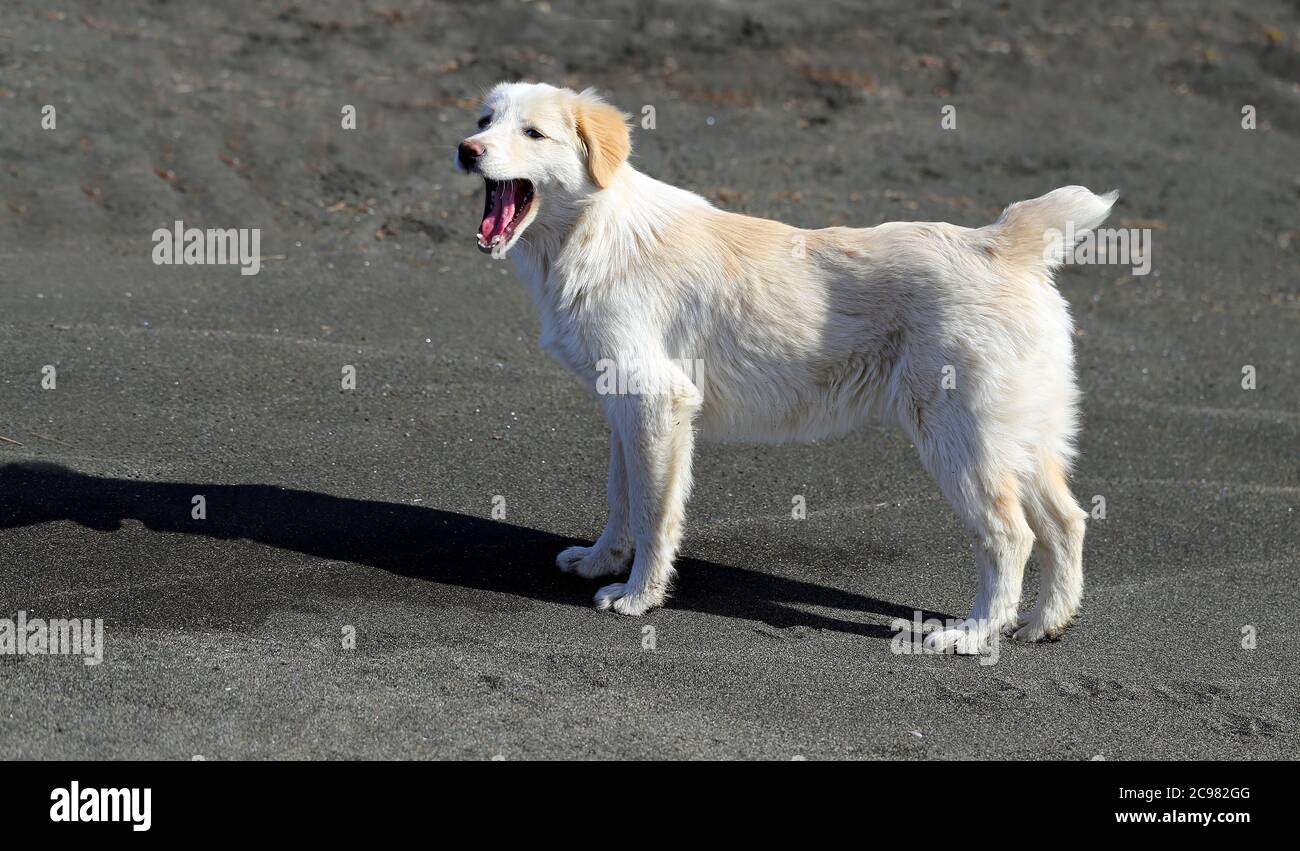 Foto di un simpatico cucciolo sulla spiaggia Foto Stock