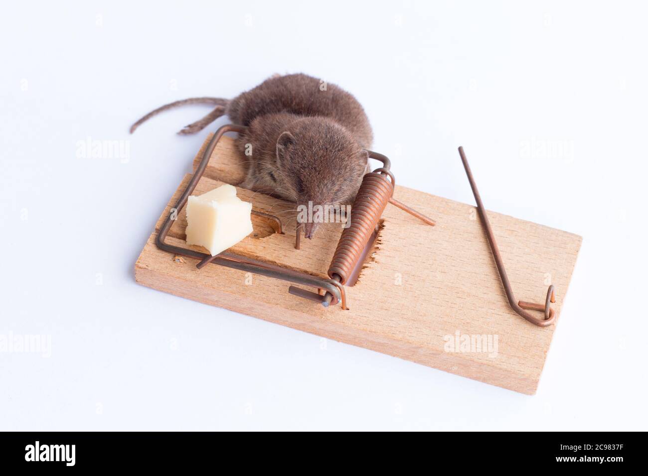 Un primo piano di un mouse catturato nella trappola Foto Stock