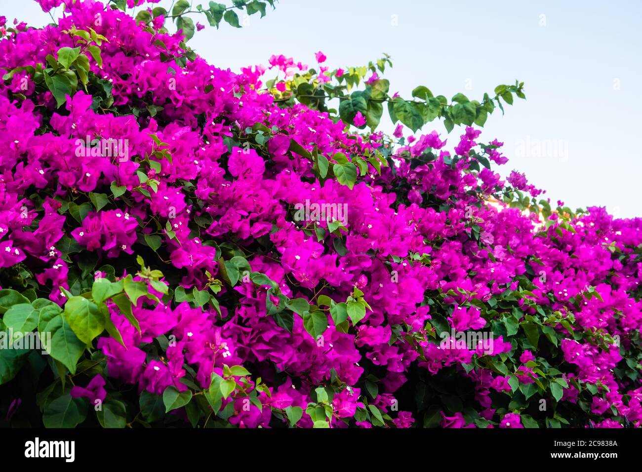 Rosa, magenta fiore bougainvillea fiore, Bougainvillea è una spinosa vite ornamentale. Sfondo floreale. Foto Stock