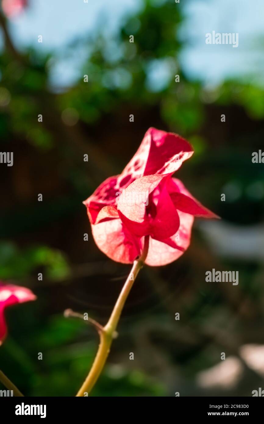Bougainvillea rosa, magenta fiore, Bougainvillea è una spinosa vite ornamentale. Sfondo floreale. Foto Stock