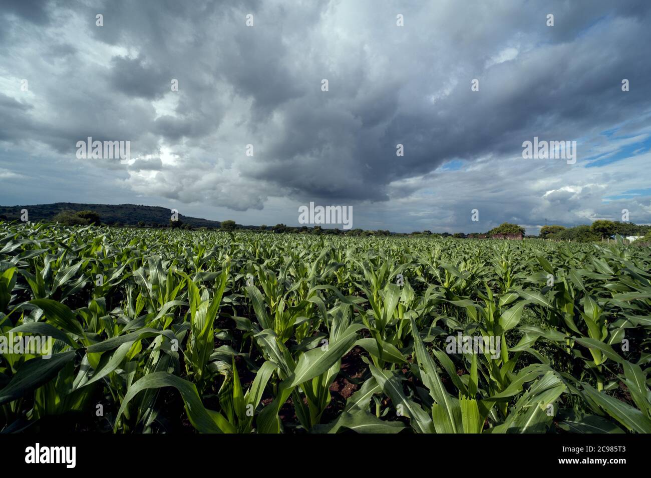 Campo di mais e fattoria di mais in tempo monsone Foto Stock