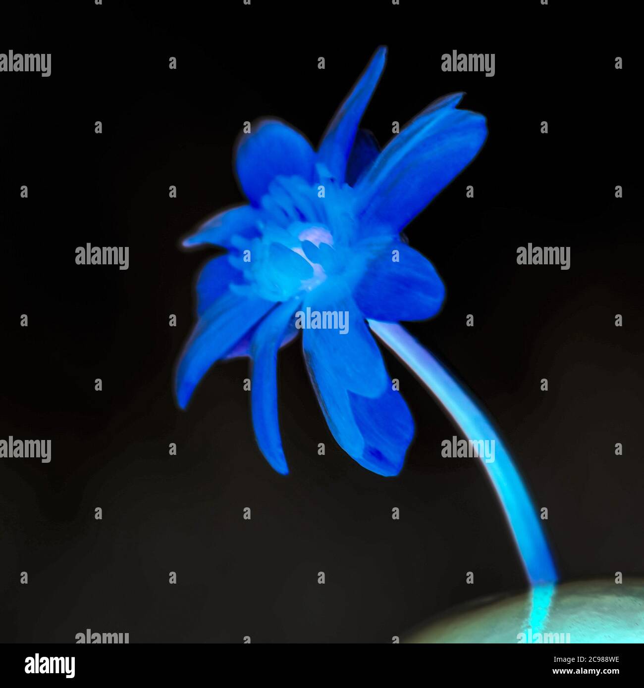 Fiore blu sfocato che cresce sulla luna su sfondo nero cosmo. Foto Stock
