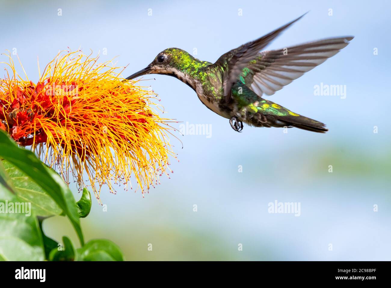 Femmina Gommingbird di mango con gola nera che si nutra su fiore di spazzola di scimmia. Uccello in giardino. Hovering colibrì. Piccolo uccello tropicale. Foto Stock