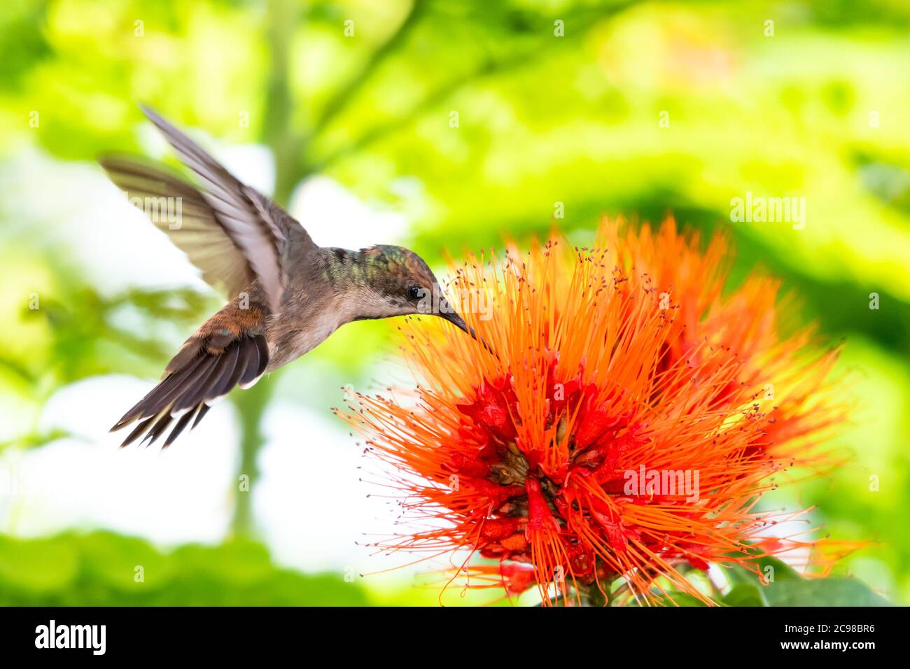 Femmina Ruby Topaz hummingbird alimentazione sul fiore Monkey Brush. Uccello in giardino. Hummingbird e fiori d'arancio. Alimentazione di Hummingbird. Uccello in tropicale Foto Stock